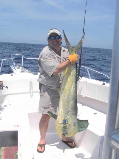 40 Lb Dolphin